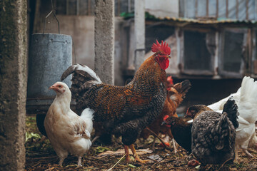 rooster in organic farm