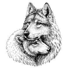 Wolves. Black and white, graphic portrait of a pair of wolves on a white background in sketch style. Digital vector graphics.
