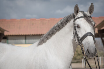 white horse portrait