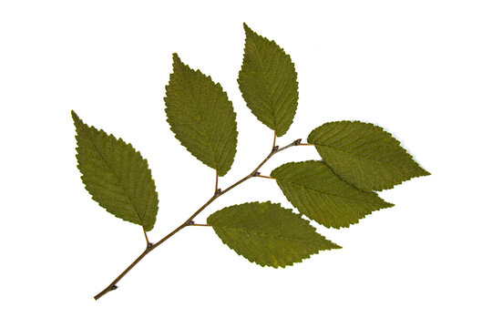 Elm branch on a white background