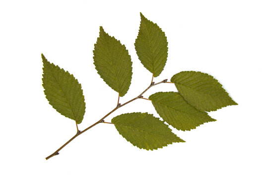 Tree elm leaves on a white background