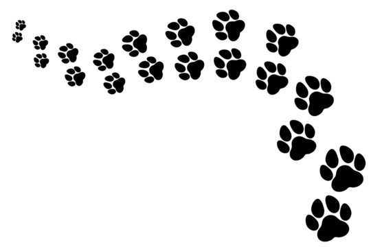 Trace and path of animal tracks, dog and cat moving away