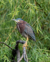 Green heron on branch