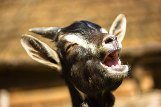 Funny cute muzzle of black, brown goat with open mouth singing on brown blurred background. Funny portrait of a little goat in eco park, contact zoo, on rural farm, livestock. Mammal animals outdoors.
