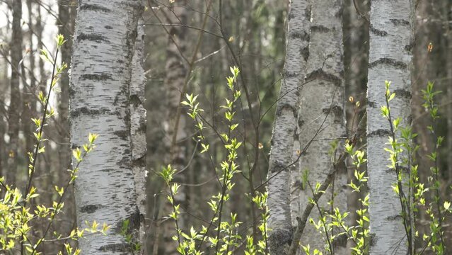Fresh Bird cherry tree, Prunus padus leaves on spring day in Estonia.	