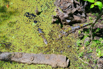 Obraz premium An Alligator is hiding in water