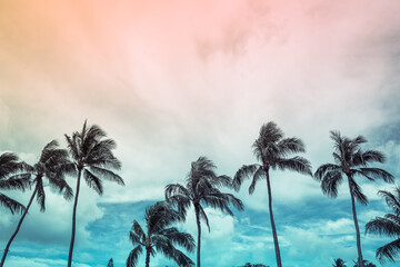 Beautiful tropical sunset. Silhouettes of palm trees background - obrazy, fototapety, plakaty
