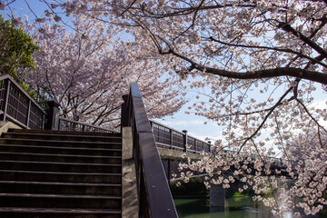 京都　伏見であい橋の桜