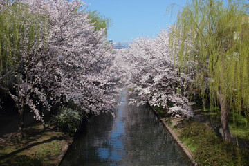 Fototapeta premium 京都 伏見 宇治川派流の桜並木