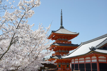 Obraz premium 春の清水寺 三重塔 京都市東山区