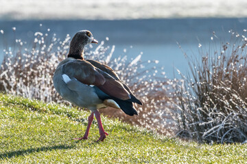 Goose walk