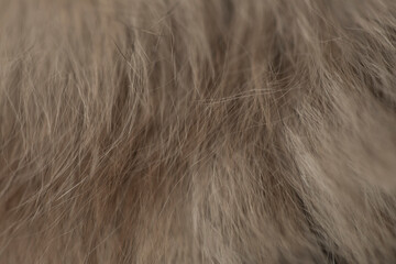 Cat fur wool background, copy space