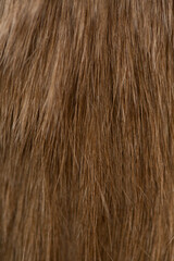 Ginger cat fur texture background.