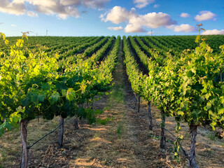 Vineyard Rows during a Northern California Summer