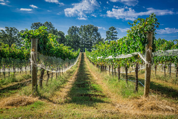 View down a row of grapevines in a vineyard growing in the summer with bright, blue sky with puffy clouds.