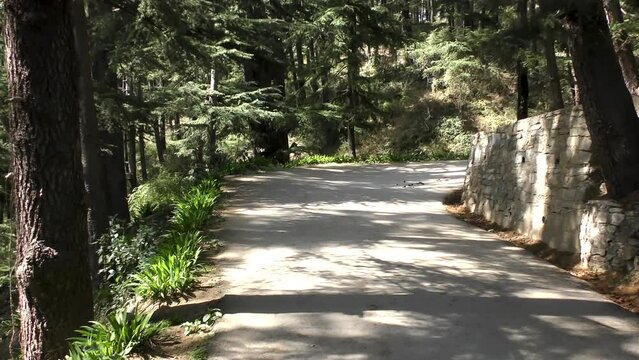 Running on track on the top of Mountain at Naldehra Shimla Himachal Pradesh