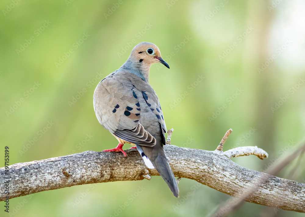 Wall mural a mourning dove perched on a tree branch.