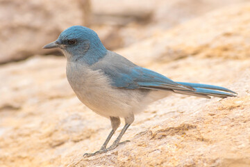 A mexican jay looking for left behind food from hikers on a trail in the Chiricahua mountains of Arizona. 