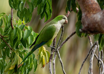 A monk parakeet hides in a tree from the rain. 