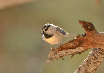 A mountain chickadee perched on a dead tree limb. 