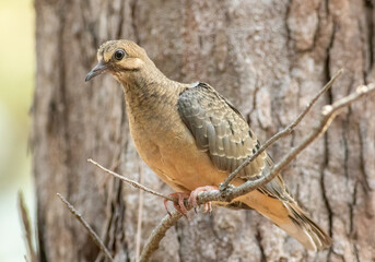 A young juvenile mourning dove fledgling perched in a tree. 
