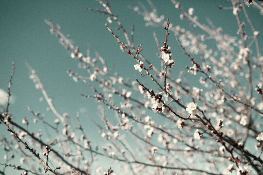 Apple blossom 
