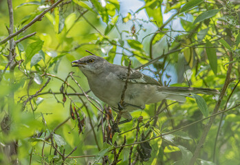 A northern mockingbird foraging on berries in a tree. 