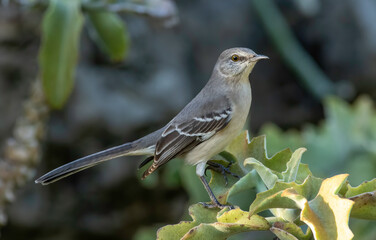 A northern mockingbird perched on top of a bush 