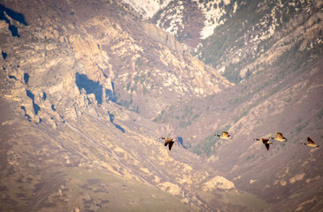 geese migrating by mountains