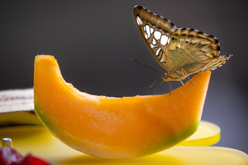 A butterfly with brown and white spotted wings is feeding on a slice of melon against a bokeh...