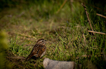 brown bird on the grass