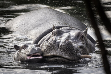 Close up portrait of mother and child hippo wading a pond together