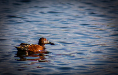 duck in the water