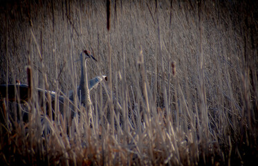 crane in the reeds