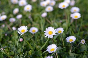 Des pâquerettes fleure jaune et blanche dans un champ 