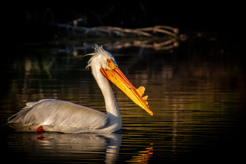 pelican on the water