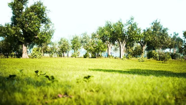 Landscape lawn in a park with trees and fresh grass