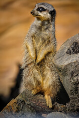 meerkat on guard