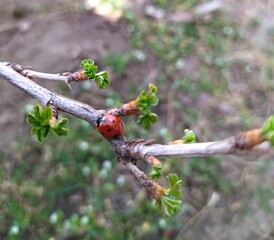 ladybird on a leaf, ladybug on a branch, insect, nature, macro