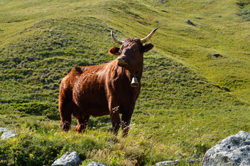 Salers cow breed in the mountain pasture	
