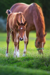 Naklejka na ściany i meble Red mare and foal on green pasture in morning sunlight
