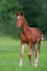 Cute red foal on green pasture at sunrise - 497153903