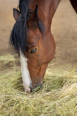 Closeup Side view of  horse eating grass and hay in meadow 