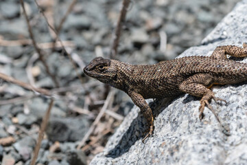 Desert spiny lizard sunbathing