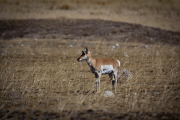 antelope in the wild