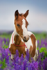Pinto foal portrait in lupine flowers - obrazy, fototapety, plakaty