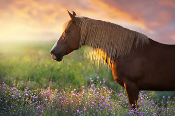 Red horse with long mane on summer pink flowers field at sunset