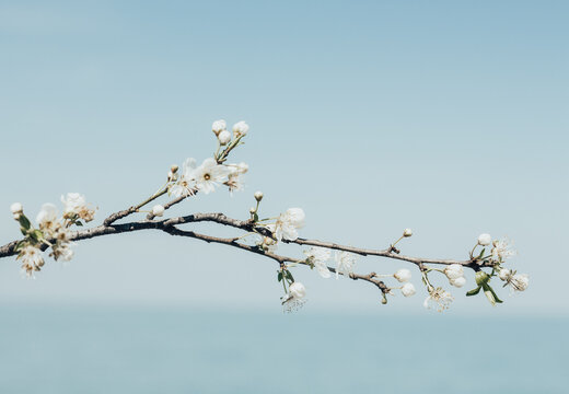 Light blue seascape wallpaper. Spring floral fresh horizontal background. A branch with white tender flowers on the left side