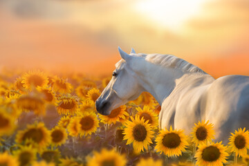 Obraz na płótnie Canvas White stallion portrait in sunflowers in sunset light