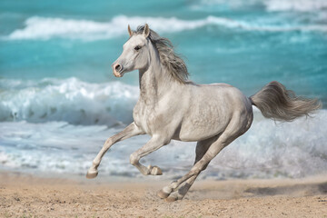 Fototapeta na wymiar White arabian horse run against the ocean